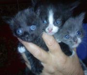 Отдам красивых котят