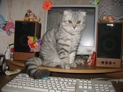 Кот вислоухий шотландец ищет подругу для вязки