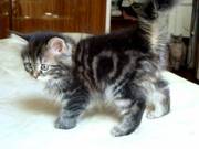 СПАСИТЕ КОТЯТ!!!!!