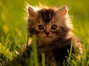 Сибирские,  пушистые кошки