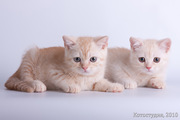 Британские котята в Саратове