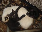 Отдам чёрных котят,  мальчик и девочка