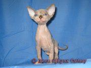 Очаровательные котятя канадского сфинкса! (питомник MoonSphynx,  СПБ)