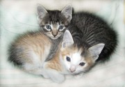 Отдадим прелестных котят в добрые руки! 