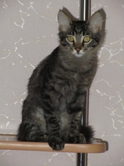 Умный котенок ищет хозяев!