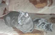 Русские голубые котята