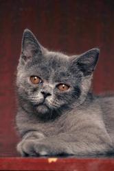 Продам Шотландского котенка (скоттиш-страйт) в Саратове
