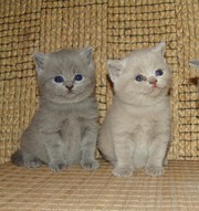 Котёнок британский плюшевый