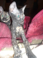 котята донские сфинксы