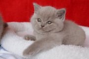Британские мордатые котята