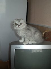 Скоттиш фолд и страйт котята