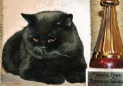БРИТАНСКИЙ КОТ ПРИГЛАШАЕТ КОШЕК НА ВЯЗКУ