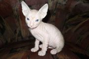 Донской сфинкс котята 
