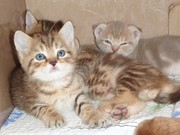 Срочно продаются Шотландские котята. НЕДОРОГО