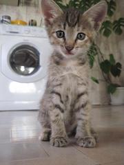 Отдам котенка в хорошие руки