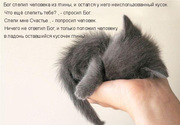 Котенок ждет своих родителей