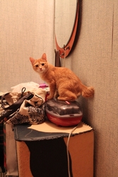 Рыжий котенок породы курильский бобтейл ищет хозяев! Девочка,  4-5 мес.
