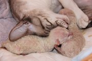 котята породы корниш рекс 