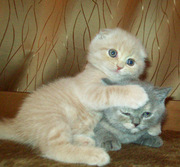 шотландский вислоухий кот