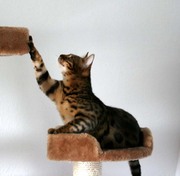 Бенгальские котята