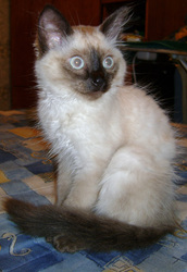 Отдам красавицу кошечку