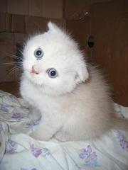 Шотландский вислоухий котёнок