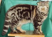 Кошка шотландская вислоухая