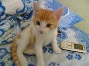 Отдам котика в хорошие руки