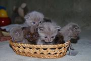 Шотландские хорошие котята