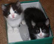 Отдам в хорошие руки котят