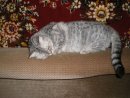 Британская короткошерстная кошечка