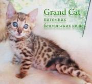 Продаем бенгальских котиков
