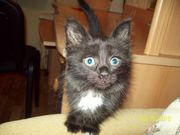 Красивый ,  ласковый котенок. Отдам в добрые руки.