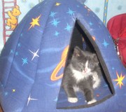 Котенок 