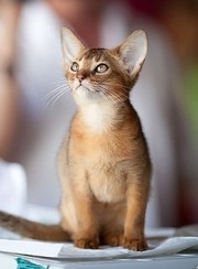 абиссинские котята