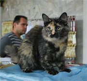 Сибирскую кошечку черепахового окраса