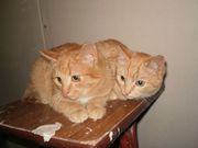 Отдам в добрые руки 3 котов,  