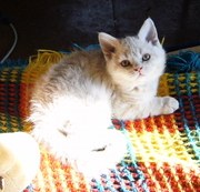 Котята Селкирк-рекс