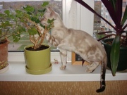 бенгальский котик