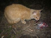 отдам в добрые руки кота 