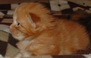 Мейн-кун котята!