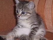 ОТДАМ БЕСПЛАТНО КОТЕНКА