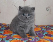 Куплю британского к/ш котенка (девочку),  голубого окраса,  Не дорого.