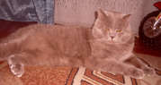Предлагаю кота для вязки.