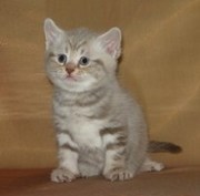 продаются британские котята