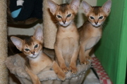 абиссинские элитные котята