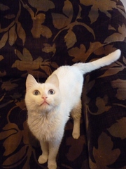 Котята в добрую семью