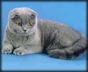 Шотландская Вислоухая кошка