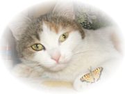 Кошечка Радуга в дар 