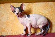 продается котенок канадского сфинкса